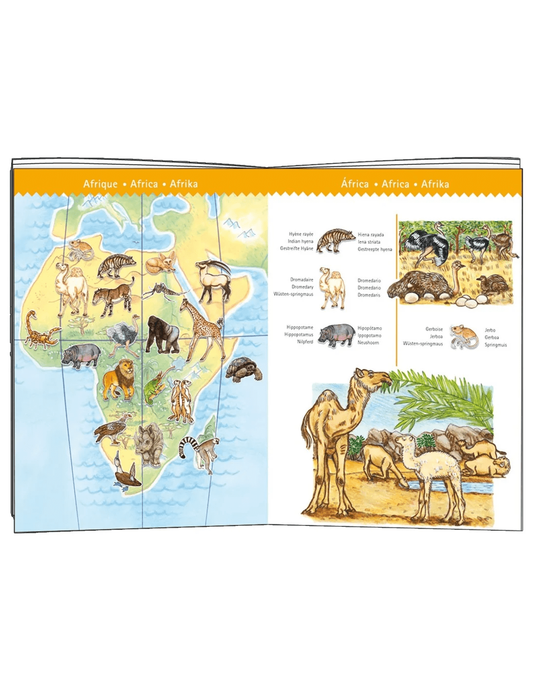 djeco observatie puzzel de dieren van de wereld 100pcs 5+